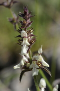 Stachys recta