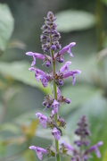 Stachys sylvatica