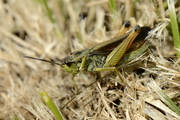 Stauroderus scalaris