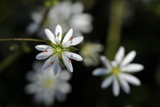 Stellaria graminea