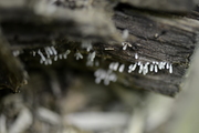 Stemonitopsis typhina