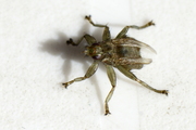 Stenepteryx hirundinis