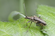 Stenocorus meridianus