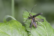 Stenocorus meridianus