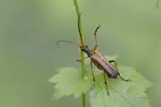 Stenocorus meridianus