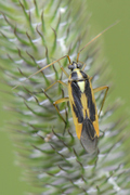 Stenotus binotatus