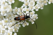 Stenurella bifasciata
