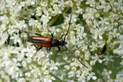 Stenurella melanura