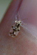 Stephanitis pyri
