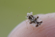 Stephanitis pyri