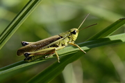 Stethophyma grossum