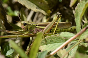 Stethophyma grossum