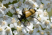 Stictoleptura fulva