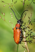Stictoleptura rubra
