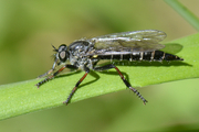 Stilpnogaster aemula