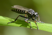 Stilpnogaster aemula
