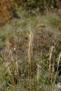 Stipa capillata