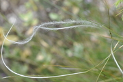 Stipa pennata