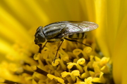 Stomorhina lunata