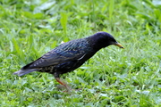 Sturnus vulgaris