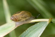 Succinea putris
