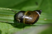 Succineidae