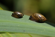 Succineidae