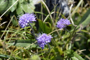 Succisa pratensis