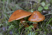 Suillus grevillei