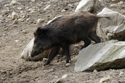 Sus scrofa