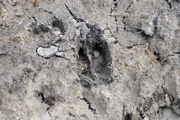 Sus scrofa