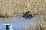 Sus scrofa