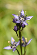 Swertia perennis