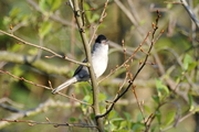 Sylvia atricapilla