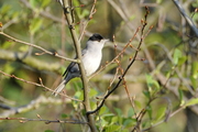Sylvia atricapilla
