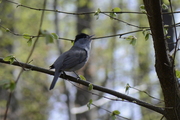 Sylvia atricapilla
