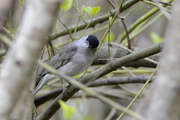 Sylvia atricapilla