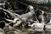 Sylvia atricapilla