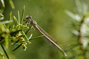 Sympecma fusca