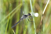 Sympetrum danae