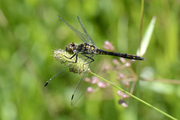 Sympetrum danae