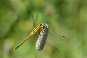 Sympetrum danae