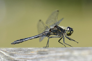 Sympetrum danae