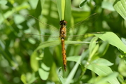 Sympetrum depressiusculum