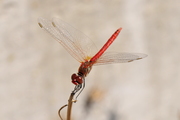 Sympetrum fonscolombii