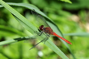 Sympetrum sanguineum