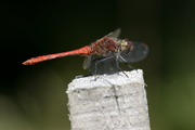 Sympetrum sanguineum