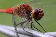 Sympetrum sanguineum
