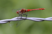 Sympetrum sanguineum
