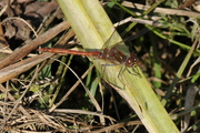 Sympetrum striolatum